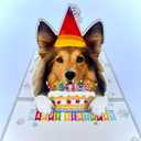 4 x Shetland Sheepdog Birthday Card 3D Pop Up  Sheltie Dog with Party Hat & Birthday Cake, Funny Birthday Card for Sheltie Lovers, Shetland Sheepdog Mom Dad Gift, 6x6 Inch, Includes Envelope