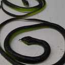 Porgaten Fake Snake Rubber Snake Toy, 4 Pieces Realistic Snakes That Look Real for Garden Props to Keep Birds Away, Novelty Toys for Playing Jokes Prank Stuff for Halloween Party Favor