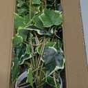 Hollyone Fake Hanging Plants with Pots, Artificial Potted Ivy Vine Faux Ivy Leaves Hanging Greenery Plants for for Home Ceiling Bedroom Living Room Garden Front Porch Table Shelf Wall Decoration (Green White #2)