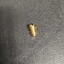 Carburetor Carb Main Jet Kit fit for honda GX340 GX390 11Hp 13Hp Harbor Freight Engine for Predator 420cc 301cc 11hp 13hp OHV Engine Mini Bike Go Kart Generator Lawn Mower Parts 