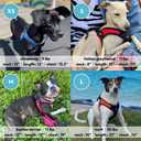 Gooby - Escape Free Easy Fit Harness, Small Dog Step-in Harness for Dogs that Like to Escape Their Harness, Turquoise, Small