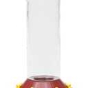 Perky-Pet 209B-1SR Glass Hummingbird Feeders for Outdoors Hanging - 30 oz - Ant & Bee Guarded Red Bird Feeder