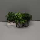 Winlyn 3-Pack Artificial Potted Plants - Faux Eucalyptus, Rosemary, Boxwood Greenery in Small Black & White Geometric Concrete Pots -Desk, Table, Shelf, Windowsill Decor for Indoor Outdoor Home Office