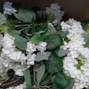 QIANYUN Faux Hydrangea Tree 30" Tall (2 Pack), Artificial Hydrangea Plant in Pot with White Flowers, Realistic Hydrangea Tree for Indoor Outdoor Porch, Patio, Home Decor