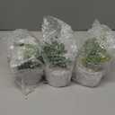 Hopewood Succulent Plants Artificial in White Pots Small Faux Potted Succulents Fake Plants in Vase, Set of 3