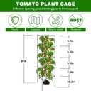6 Packs Tomato Cages for Garden, 12"12"48" Plant Support Cage with Different Spacing, Green Metal Trellis for Climbing Plants Like Cucumber, Flowers