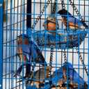 Mosloly Bluebird Feeders Squirrel-Proof, 7 lbs, Large Heavy Metal Caged Mealworms Blue Bird Feeders for Outside, Weatherproof Wild Bird Feeder,2 Layer Seed Cups(Blue)