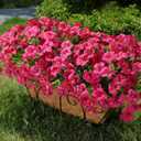 Artificial Flowers for Outdoors Fake Plants Outside Decoration, 20 Bundles Fuchsia Silk Petunia with Eucalyptus UV Resistant Realistic Faux Flowers for Outdoor Planters Garden Balcony Yard Porch Patio