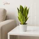 Artificial Snake Plants in White Pot, 15.5'' Sansevieria Potted Plant, Modern Fake Greenery for Desk, Indoor Decoration for Office, Bathroom Home Decor (Green & Yellow -2)
