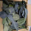 DearHouse 6.2 Feet Eucalyptus Garland Artificial Silk Eucalyptus Leaves Vines Handmade Garland Greenery Wedding Home Backdrop Arch Wall Decor