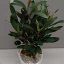 Artificial Olive Tree15'' Small Faux OliveTree Fake Olive Plants with White Pot for Home Bedroom Table Shelf Office Hotel Decor, Briful