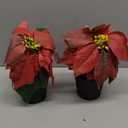 Poinsettias Artificial Christmas Flowers Tabletop Small Red Poinsettia Plant Artificial 9 Inch Faux Winter Flowers for Xmas Ornament Porch Home Garden Decorations(2 Pack)