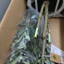 Piklado Fake Eucalyptus Stems in Vase with Faux Water, Artificial Plants Eucalyptus Leaves for Shelf Desk Bathroom Farmhouse Room Coffee Table Faux Greenery Plants Decorations (Green)