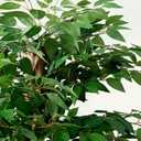 VECELO Artificial Ficus Tree with Sturdy Nursery Pot, 5FT Faux Silk Plant for Indoor Outdoor Home Garden Decor, 1 Pack