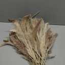 N&T NETING Dried Pampas Grass Decor- White Pampas Grass, Brown Pampas, Bunny Tail, Reed, Fluffy Dried Pompas Grass Flower for Home Wedding Table Vase Boho Modern Decor, 75Pcs