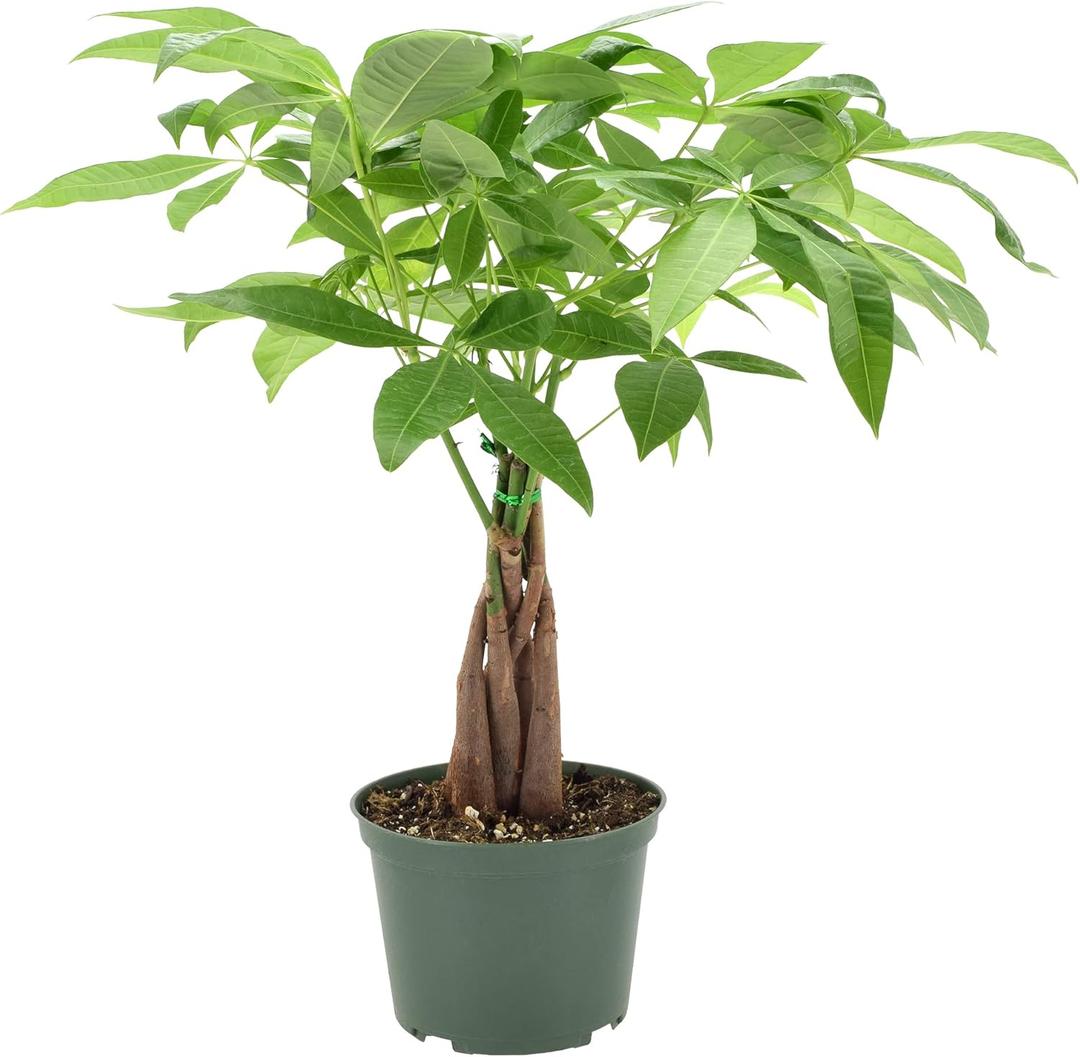 Money Tree Live Indoor Plant in 6 in. Plastic Grower Pot, Black *Sold by Amazon and Arcadia Garden Products* (6 Inch)
