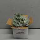 Der Rose 1Pcs Fake Plants Hanging Artificial Potted Faux Eucalyptus Plants for Modern Boho Farmhouse Bathroom Office Desk Wall Art Shelf Living Room Aesthetic Decor Indoor (Grey)