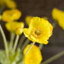 DUYONE Artificial Flowers 6 Stems Poppy Silk Bouquet,for Wedding, Home, Party Decoration,Table Centerpiece Arrangement(Yellow)