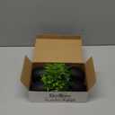 Der Rose Fake Plants 4 Packs Artificial Plants Small Faux Plants Black Bathroom Accessories for Halloween Bathroom Home Kitchen Coffee Table Office Desk Decor Indoor (Green)