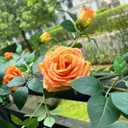 5.9FT Bendable Rose Flower Garlands, Artificial Silk Wild Roses Vine Hanging Flowers for Wall Fireplace Fence Trellis Wedding Baby Shower Home Spring Decor (Orange,2PC)