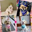 Dog Birthday Bandana Set, Blue Birthday Boy Decorations, HBD Party Supplies with Hat Kerchief Numbers for Pets (Blue)
