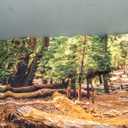 80x82 Inches Redwoods Trail Tapestry USA Muir Woods National Monument Hiking Way California Forest Background Living Room Bedroom Aesthetic College Dorm Wall Hanging Decor