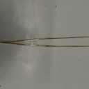 Tongs Tweezers - 12 Inch / 30cm Long Food Tongs Straight Serrated Forceps Cocktail Tweezers Bar Tool Gold (Glod)