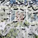 Halloween Decoration Outdoor, 1600sqft Spider Webs Halloween Party Decorations with 100Pcs Fake Spiders and 60Pcs Bats for Exterieur, Indoor Outdoor Party Supplies