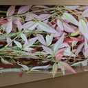 7.2ft Faux Bamboo Tree Artificial Nandina Tree Artificial Indoor Plants Realistic Fake Potted Tree with 800+ Leaves, Cement Planter - Home Office Decor Perfect for Housewarming Gift Non-Toxic