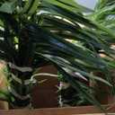 2 Pcs Realistic 47" Areca Palm Tree - Indoor Faux Floor Plant - Lush Greenery