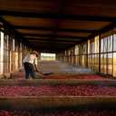 2 x TABASCO Brand Roasted Pepper Sauce, Rich & Savory Hot Sauce, Glass Bottle, Made with Vine-Ripe Red Peppers, Fresh Garlic & Onions, Great on Sandwiches & More, 5 Fl Oz (Pack of 1) (EXP 09/01/25)