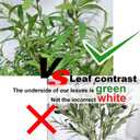 Niwellveb 8FT Fake Tree Artificial Olive Trees Artificial Indoor Realistic Potted Silk Indoor Large Fruit for Home Offices, Living Rooms, Bedrooms, Stairs and Foyer Decor (8 Ft Leaf Type)
