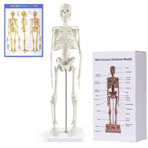 NLShan Human Skeleton Model for Anatomy: Scientific Model with Movable Arms, Legs & Display Stand - 17" Mini Human Skeleton Model for Study and Display