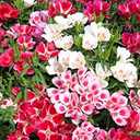 8 x 300+ Seeds Satin Flower Mix Godetia Clarkia - Flower Multicolor