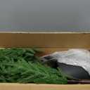 3FT Artificial Norfolk Pine Christmas Tree Real Touch Faux Tree with Black Pot, Realistic Indoor Holiday Decor for Christmas Entryway, Living Room & Office