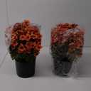 17" Artificial Flowers Topiary - 2 Set for Outdoor Fall Decoration,Faux Petunia with Fake Eucalyptus Potted Plants for Outside Front Door Garden Farmhouse Home Thanksgiving Autumn Decor (Orange)
