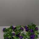 Sunnyskar 2.4m / 94.5 Inch Artificial Silk Rose Flower Ivy Vine Leaf Garland Wedding Party Home Decor Rose Flower Art - (Color: Plum)