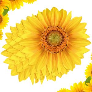Teling 50 Packs Sunflower Paper Disposable Placemats 13 Inch Sunflower Summer Table Placemats for Bridal Baby Shower Birthday Party Supplies Decorations