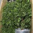 30" Tall Artificial Boxwood Topiary, 2 Pcs Outdoor Ready Artificial Boxwood Topiaries Trees, Natural Looking Fake Potted Shrubs