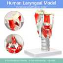 HADWYN 3X Anatomy Larynx Functional Model, 12.1"L x 8.1"W