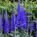 9 x 70+ Seeds Delphinium - Flower Blue