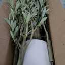 LYERSE Faux Olive Tree 7ft with Sturdy White Planter, Artificial Olive Tree