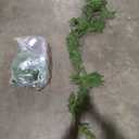 Pine Garland Realistic Christmas DeluXe Norfolk Pine Garlands Artificial Greenery FauX Norfolk Garland Garlan Pine, 2 Pcs, 60''