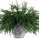 16 Pcs Christmas Norfolk Pine Branches Picks,18" Extra Length Artificial Xmas Branches Plants Pine Stems Needles, Fake Greenery Norfolk Pine Stems Sprigs for DIY Craft Garland Home Garden Decor