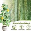 Avalution 10 Pack Bamboo Trellis for Climbing Plants, 4 FT Garden Ladder Trellis for Potted Plants Indoor, Fan-Shaped Small Plant Support Trellis for Houseplants Ivy Hoya Vine Monstera, 10 PACK-48 inches