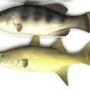 Nexboraque 2 Pack Fake Fish, 11 Inch Artificial Fish Models Simulated Pretend Realistic Fish Lifelike Sea Fish for Party Display, Kitchen Decor, Photography Props