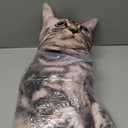 Maomoto 19.6'' Cat Shape Throw Pillow Plushie Doll  3D Simulation Plush Stuffed Animal Toy for Kids, Sofa Chair Home Decor (Grey)