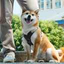 Patas Lague Dog Harness with Leash Set Adjustable Soft Padded Step-in Dog Vest No Choke No Pull Reflective for Small Medium Pets with Poop Bags and Dispenser, Solid and No-chew, Black S (S (Neck 18.1-21.2'' Chest 21.2-25.2''))