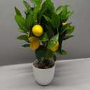 Artificial Potted Plants 15.7 inches Fake Lemon Tree Artificial Lemons Citrus Tree with White Pot Faux Plants Indoor for Home,Office, Living Room Table, Desk