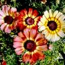 9 x 300+ Mixed Daisy Seeds for Planting-Gerber Daisy Seeds,Gerbera Daisy Seed Non-GMO Heirloom Flower for Garden Outdoor (EXP 01/01/28)